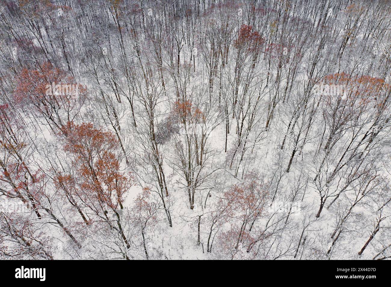 Luftfahrt im Wald nach Schneefall, Marion County, Illinois. Stockfoto