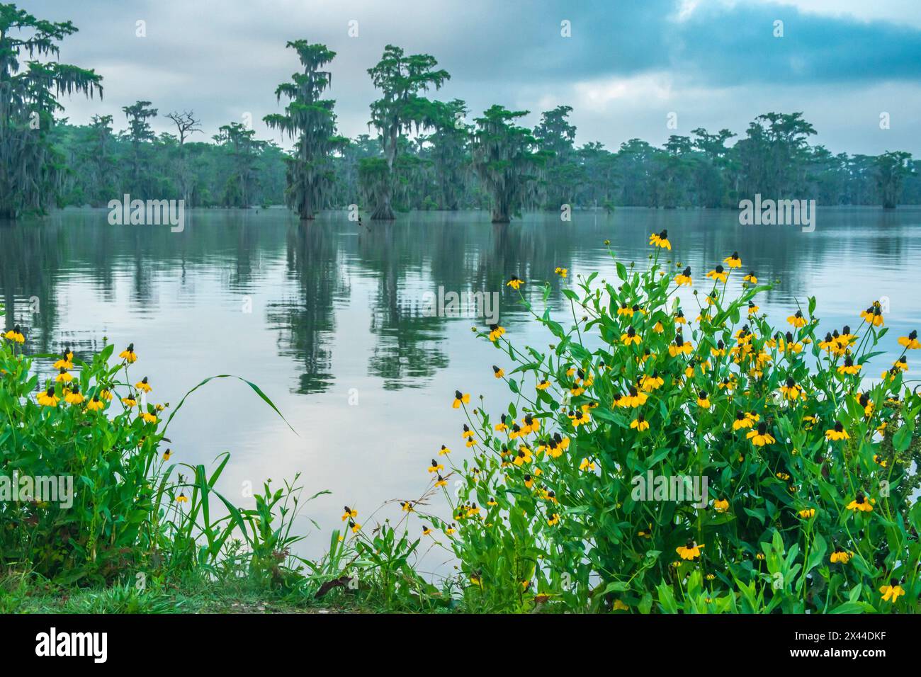 USA, Louisiana, Lake Martin. Sumpf mit Zypressen und Konefloren. Stockfoto
