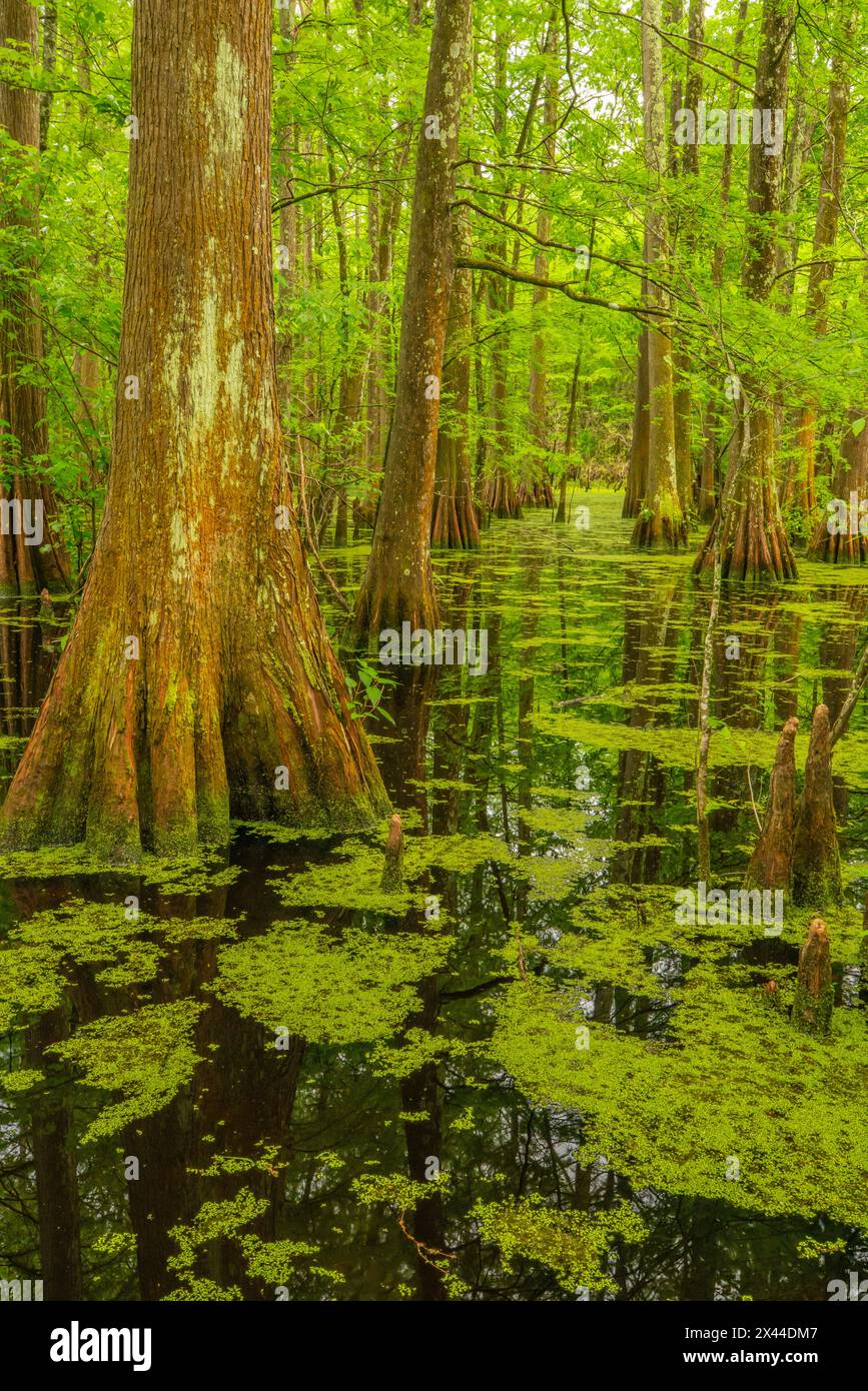USA, Louisiana, Tensas National Wildlife Refuge. Zypressenbaumsumpf. Stockfoto