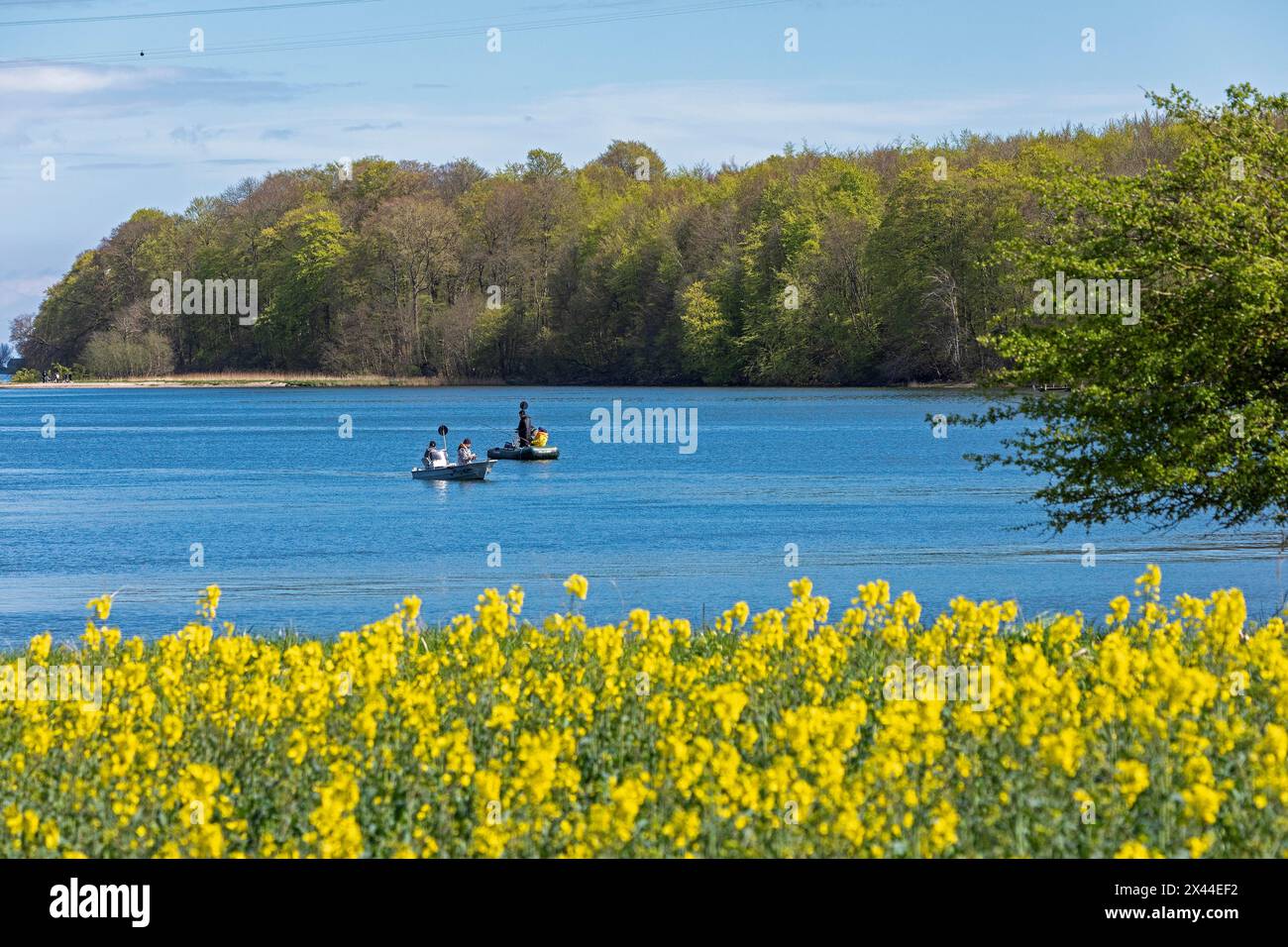 Heringsfischen, Boote, Rabelsund, Rabel, Schlei, Schleswig-Holstein, Deutschland Stockfoto