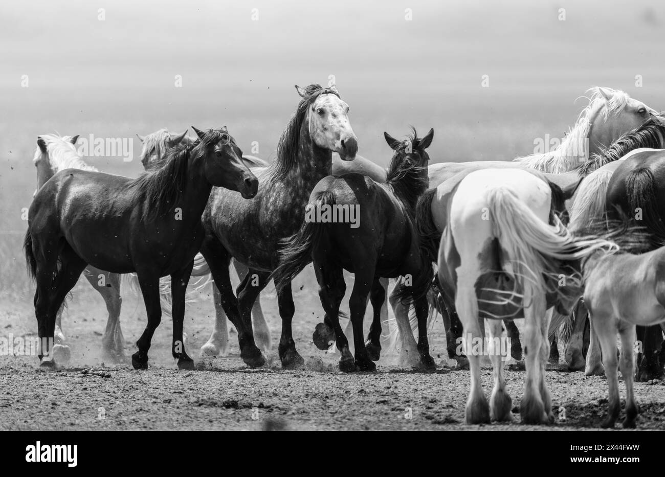 Castelluccio di Norcia Stockfoto