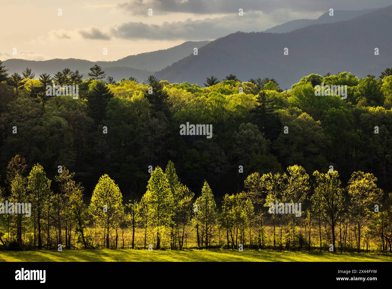Blick auf die hinterleuchtete Baumreihe, Cades Cove, Great Smoky Mountains National Park, Tennessee Stockfoto