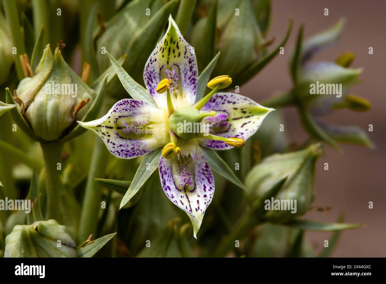 Grüne Enzian-Wildblumen im Fish Lake National Forest. Stockfoto