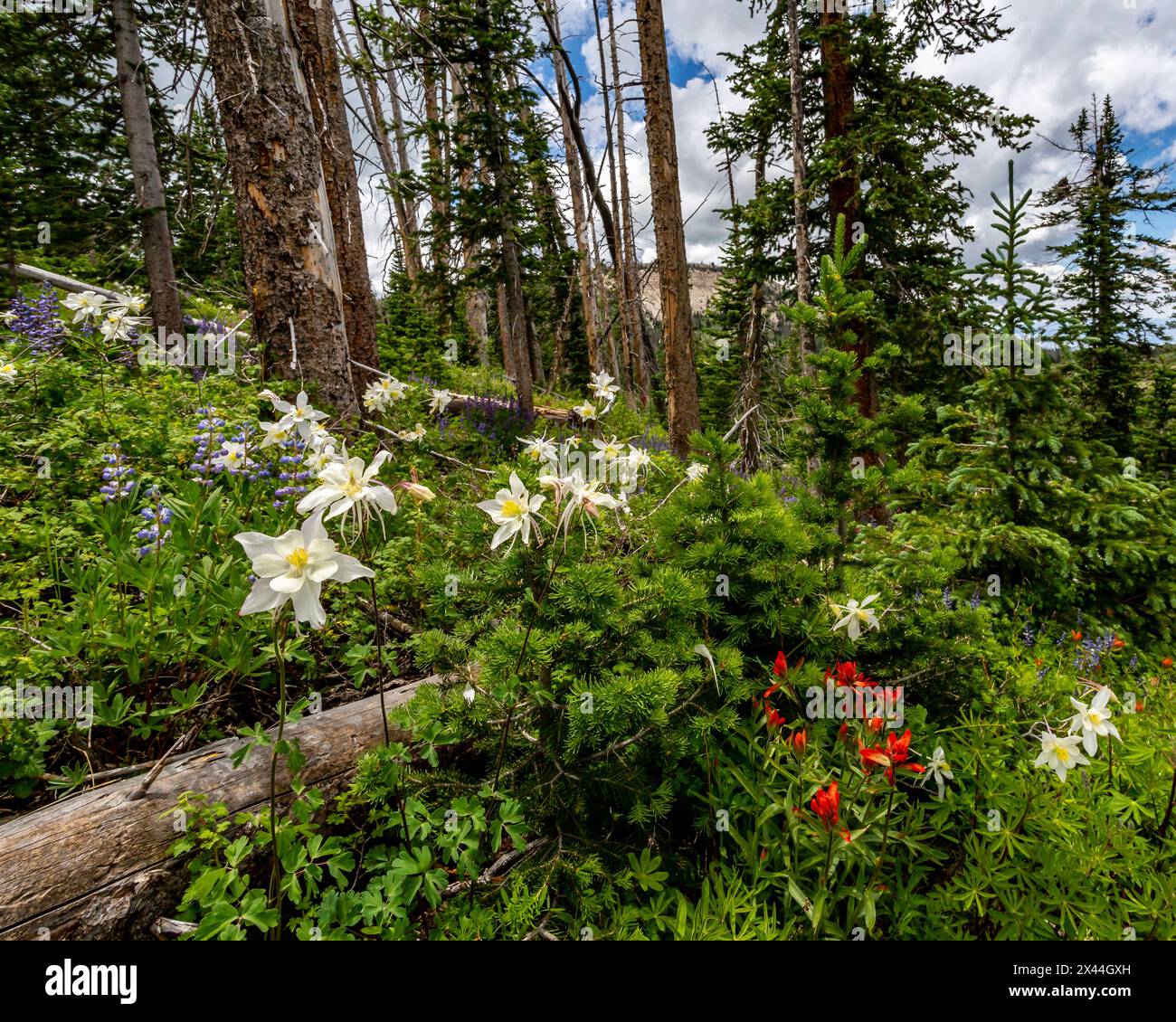 Verschiedene Wildblumen im Manti-LaSalle National Forest. Stockfoto