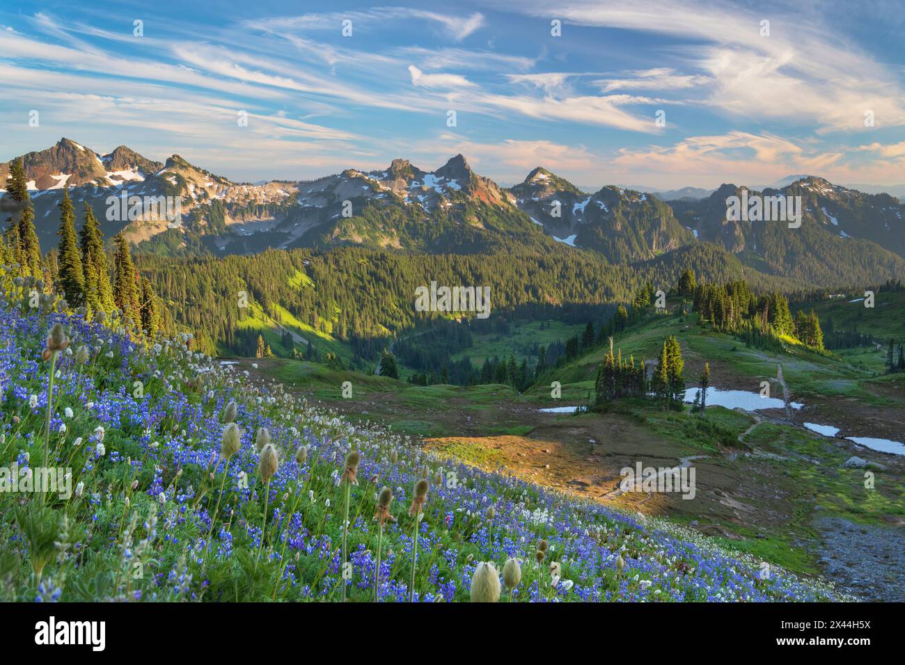 Tatoosh Range mit einer Mischung aus Breitblatt-Lupinen und westlichen Anemonen im Vordergrund. Mount Rainier National Park, Washington State Stockfoto