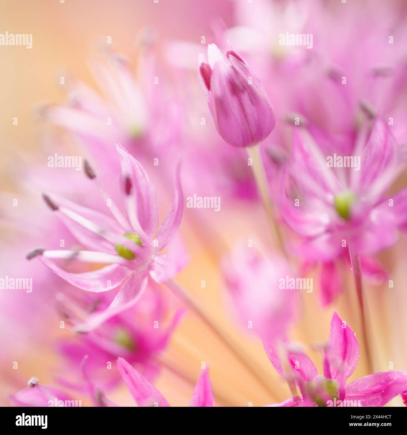 USA, Washington State, Seabeck. Nahaufnahme der alliumblüten. Stockfoto