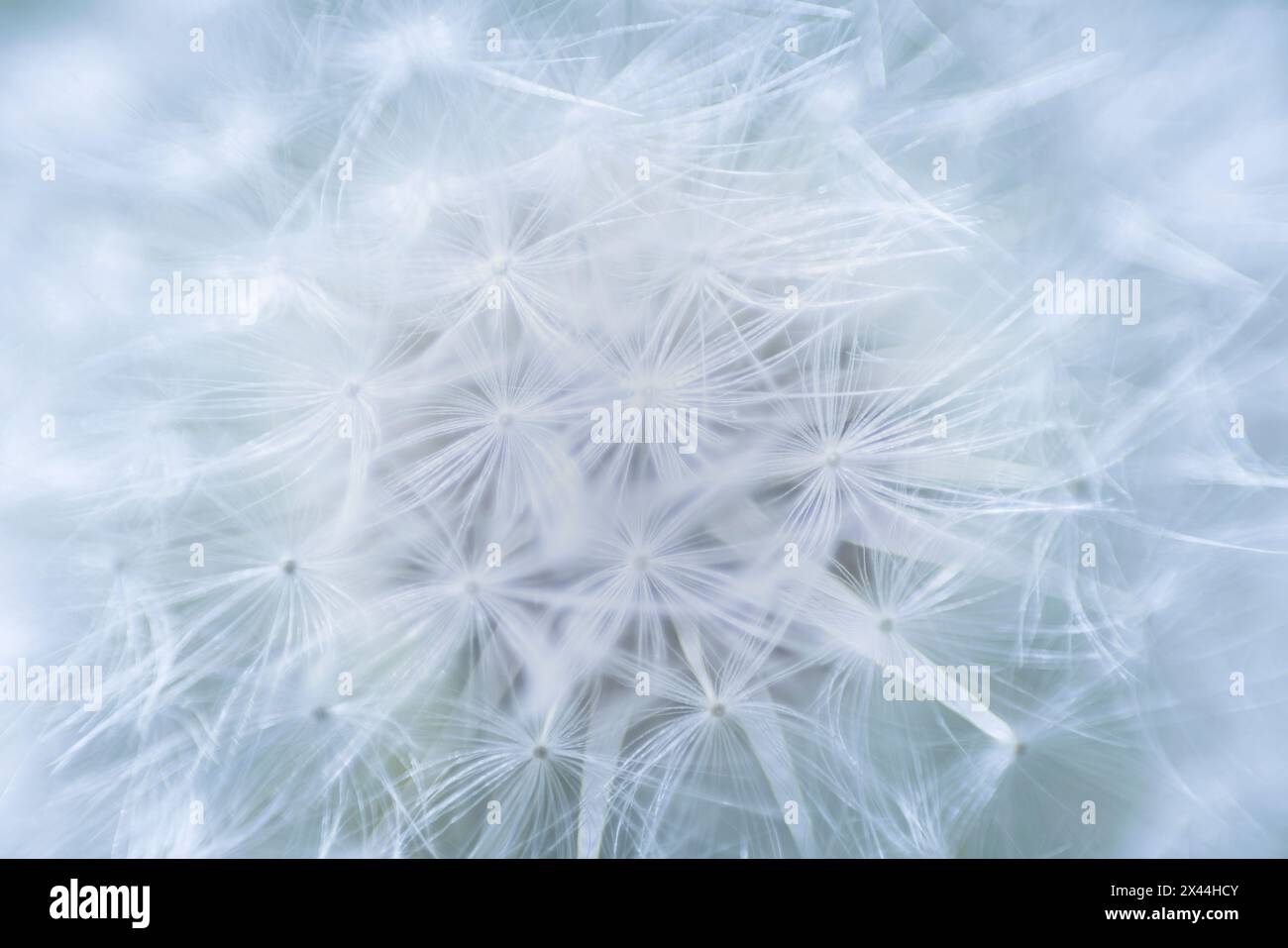 USA, Washington State, Seabeck. Löwenzahn-Samenkopf-Nahaufnahme. Stockfoto
