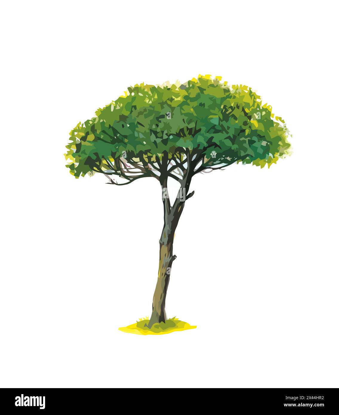 Abbildung einer italienischen Kiefer auf weißem Hintergrund. Stockfoto