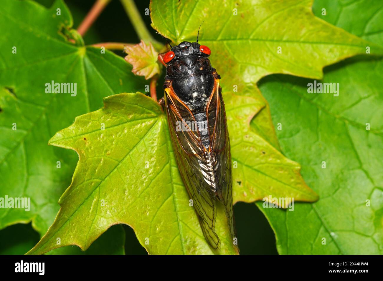 Nahaufnahme einer Cicada auf einem Baumblatt. 13-jährige Zeitschrift Cicada aus Brood XIX, die im April 2024 in North Carolina auftaucht. Stockfoto