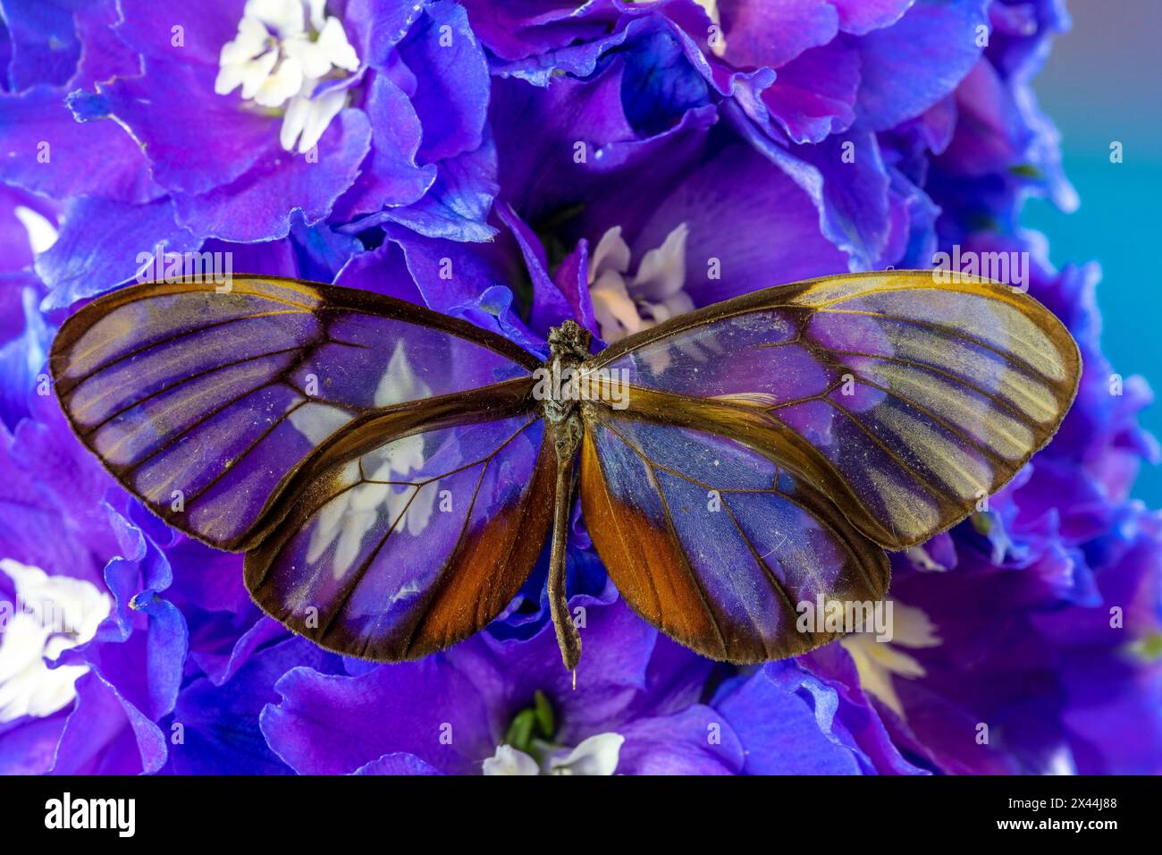 USA, Washington State, Issaquah. Schmetterling auf Blumen Stockfoto