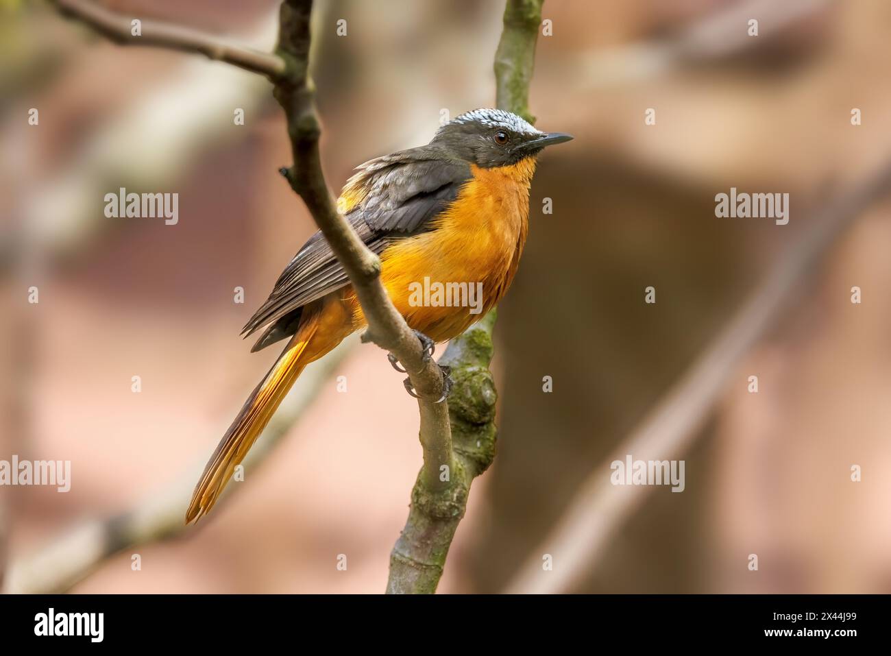 Ein weiß gekrönter robin-Chat, ein Land- und nicht-wandernder Vogel, der in Afrika endemisch ist und in trockener Savanne und subtropischen oder tropischen feuchten Sträuchern vorkommt Stockfoto