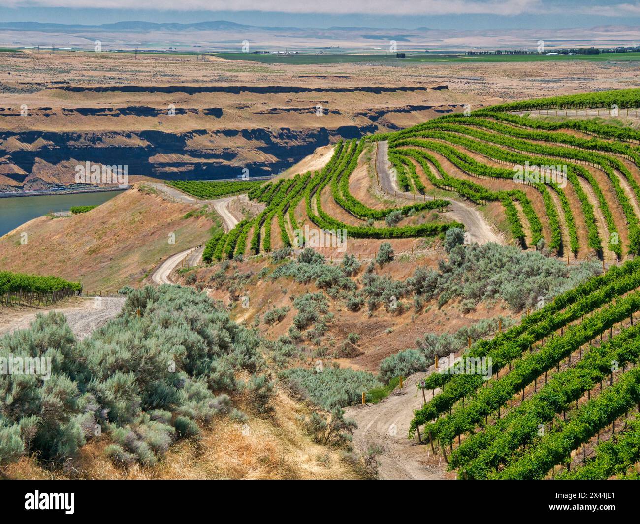 Ein außergewöhnlicher Weinberg von Schönheit und Umfang, der aus einem steilen, nach Süden ausgerichteten Hang am Columbia River in der südöstlichen Ecke des Ho geformt wurde Stockfoto