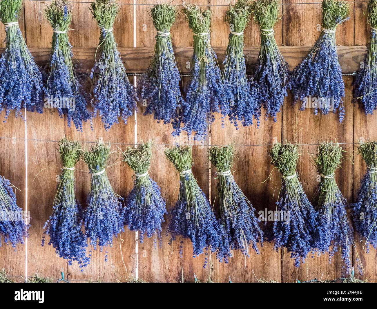 Lavendel hängt in einem Schuppen zum Trocknen, nachdem er auf einer Lavendelfarm in der Nähe von Sequim im, Washington State, geerntet hat. Stockfoto