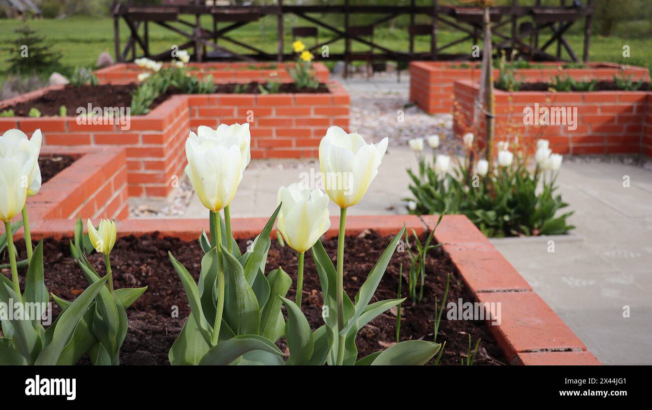 Frühling Hintergrund. Ein moderner Gemüsegarten mit erhöhten Ziegelbeeten. Hochbeete im Garten eines städtischen Gartens. Stockfoto