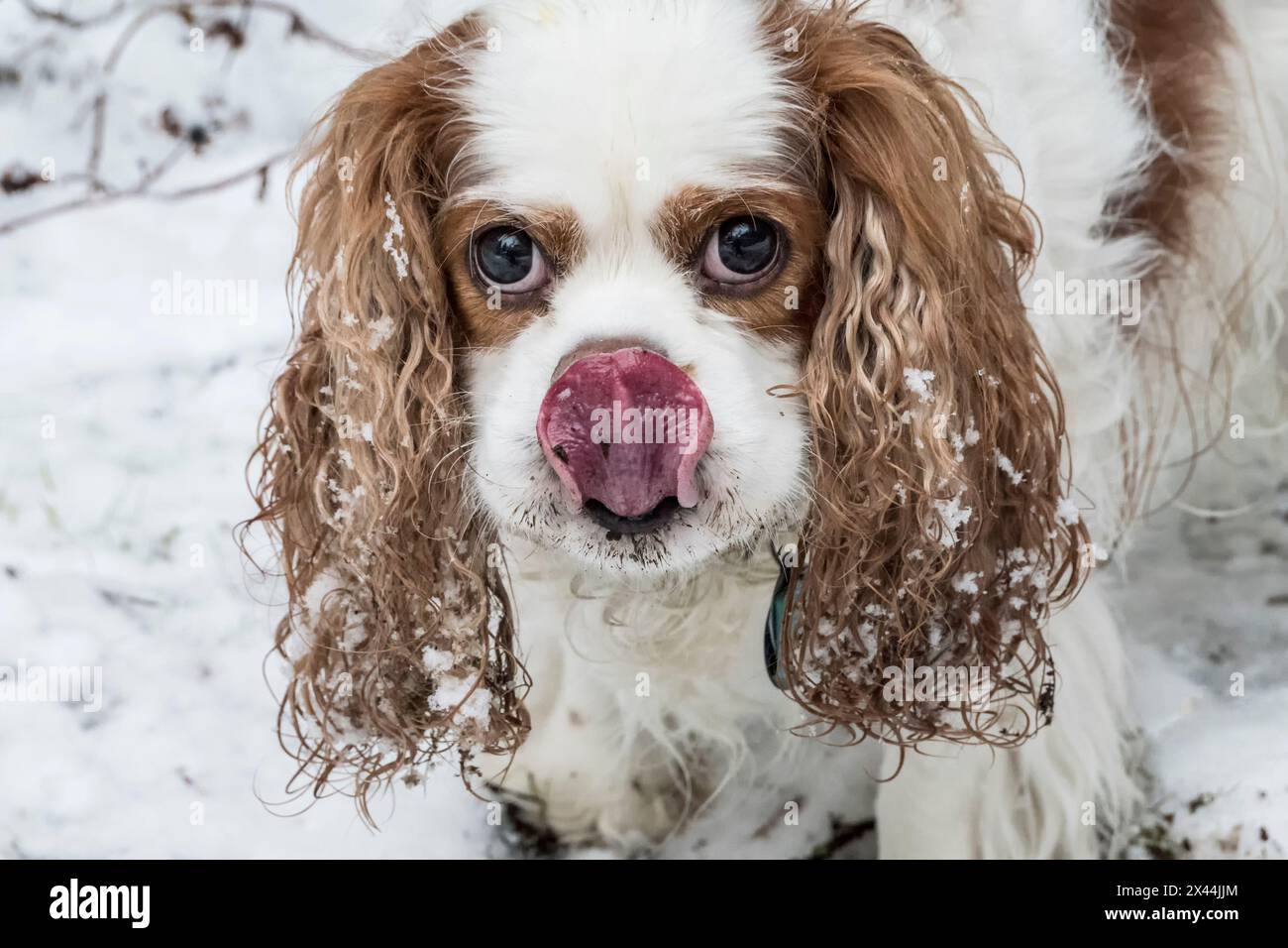 Issaquah, Bundesstaat Washington, USA. Cavalier King Charles Spaniel, in der Hoffnung auf ein Vergnügen, während er draußen an einem schneebedeckten Tag spielt. (PR) Stockfoto