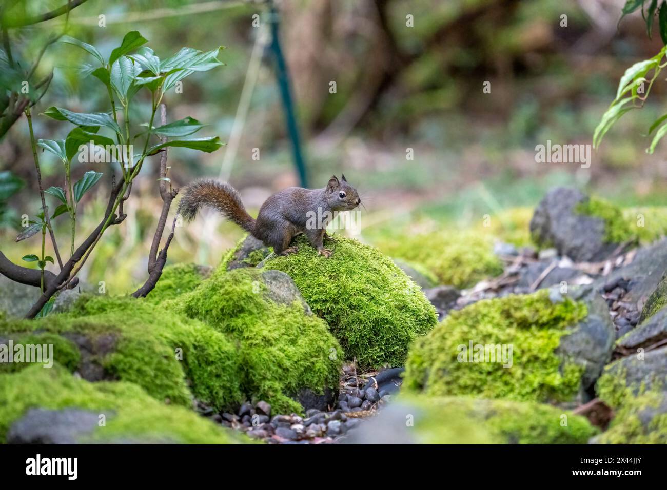 Issaquah, Bundesstaat Washington, USA. Douglas Eichhörnchen, das auf einem moosbedeckten Felsen neben einem kleinen Bach sitzt. Stockfoto