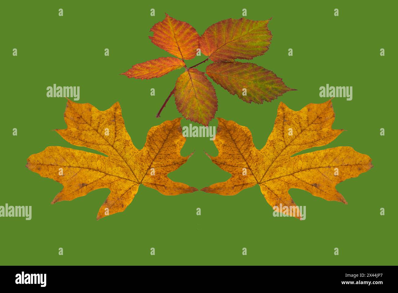 USA, Bundesstaat Washington. Big Leaf Ahorn und Himalaya Blackberry Stillleben Arrangement Stockfoto
