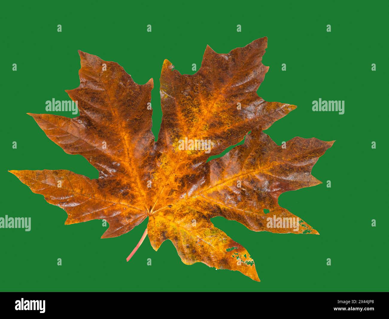 USA, Bundesstaat Washington. Großes Blatt Ahornblatt auf dunkelgrünem Stillleben Stockfoto