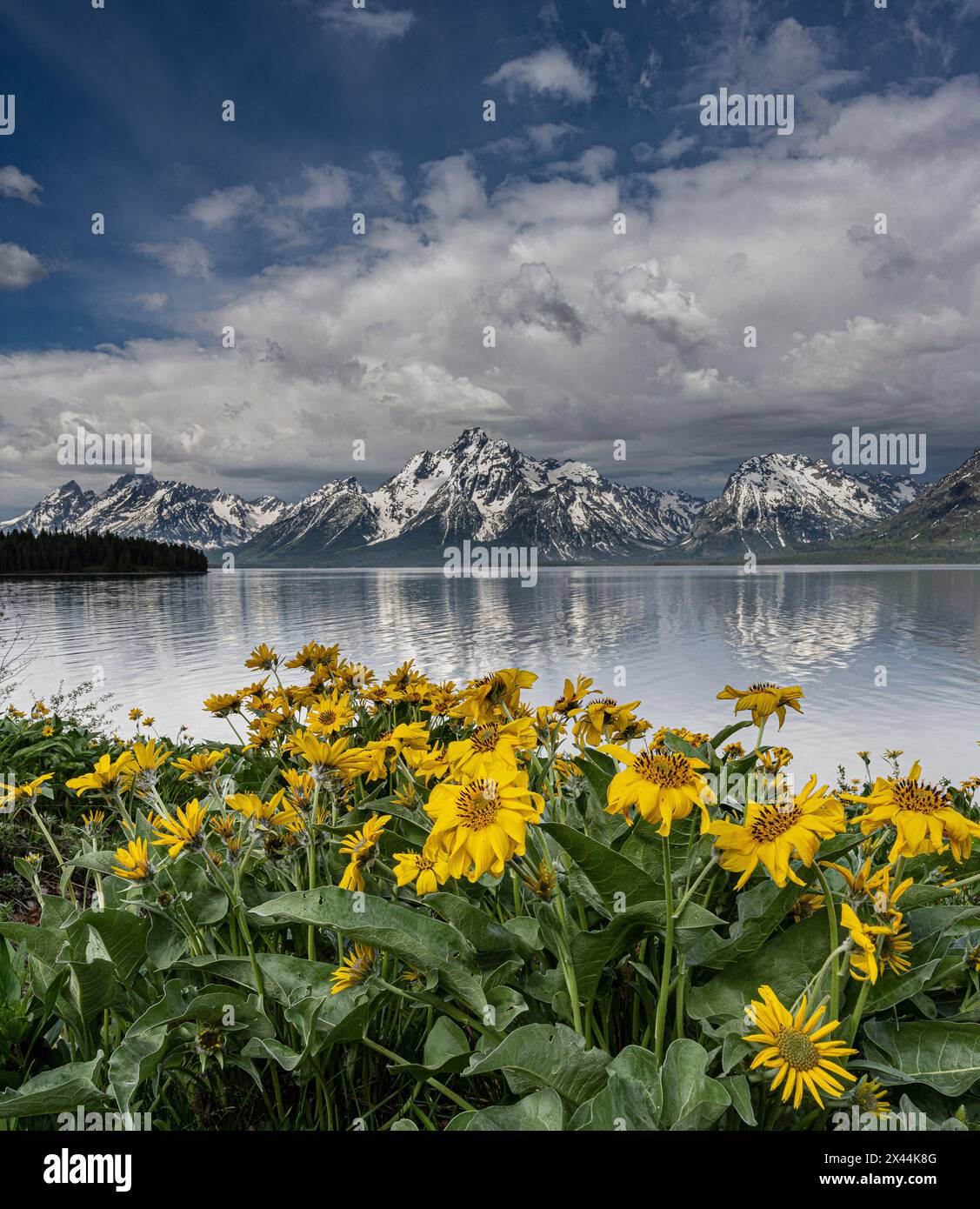 USA, Wyoming. Landschaft mit Arrowleaf Balsamroot Wildblumen und Teton Mountains am Jackson Lake, Grand Teton National Park Stockfoto