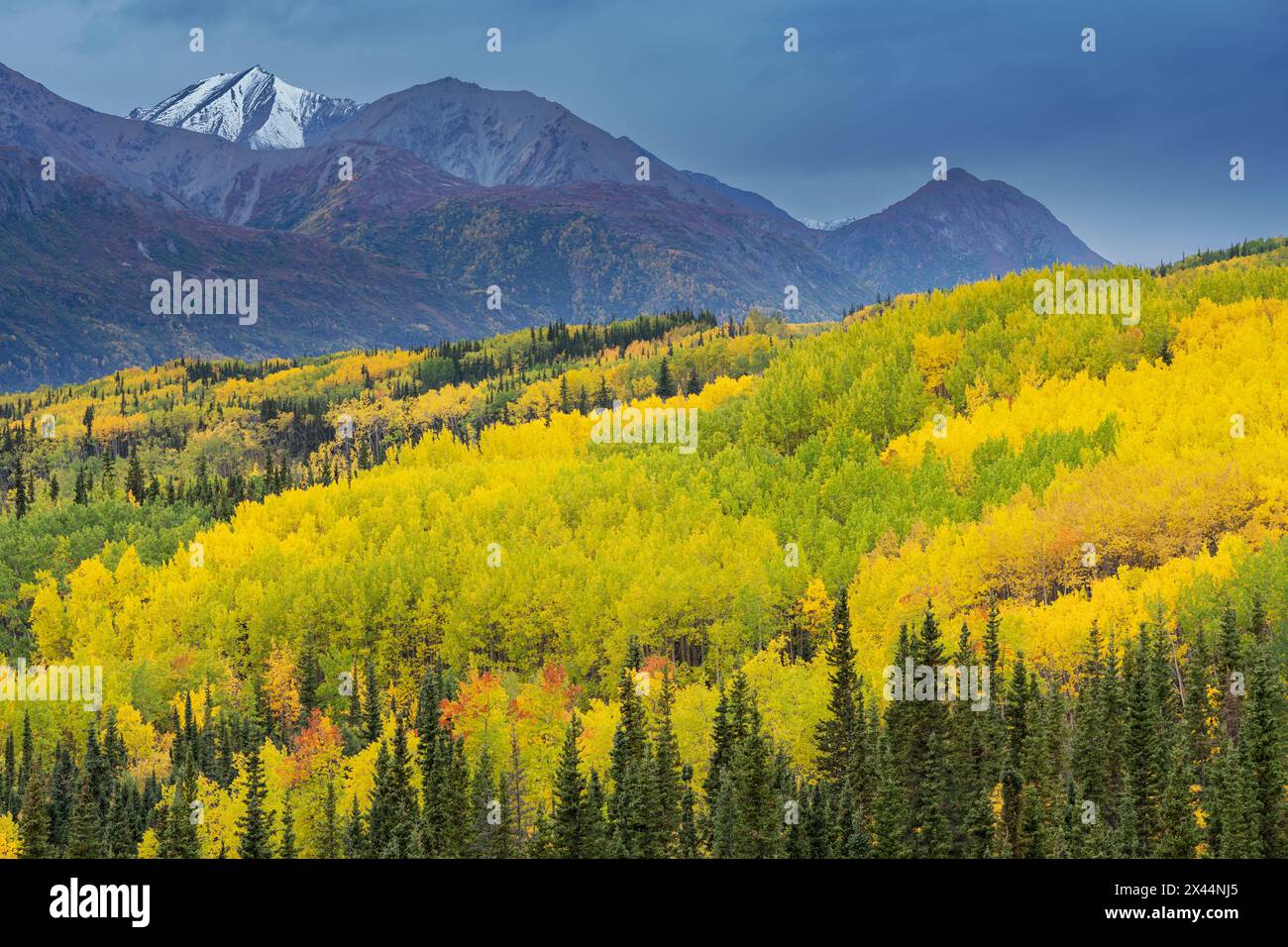 USA, Alaska, Chugach National Forest. Berg und Aspen im Herbst. Stockfoto