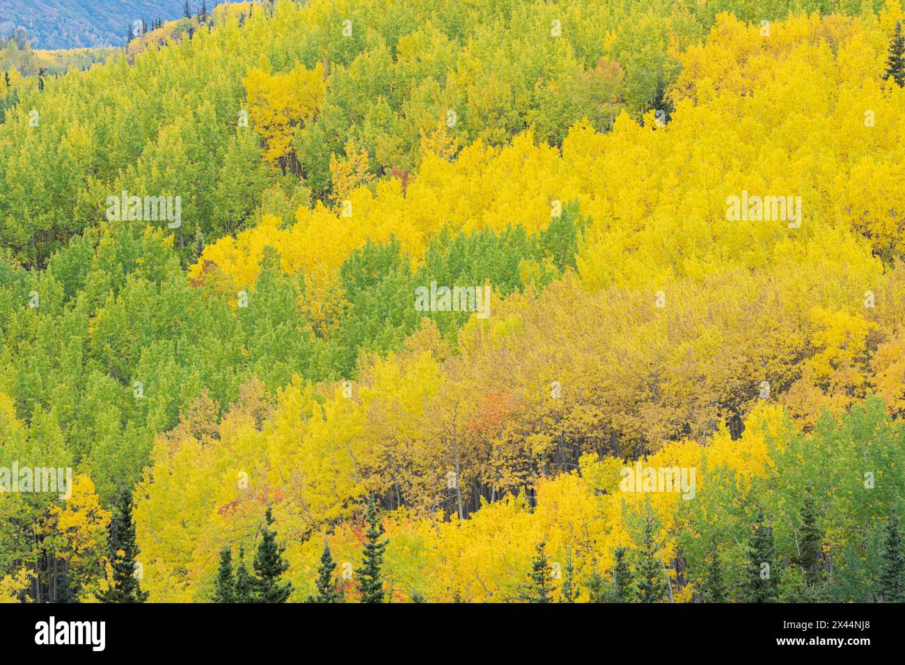 USA, Alaska, Chugach National Forest. Aspen im Herbst. Stockfoto