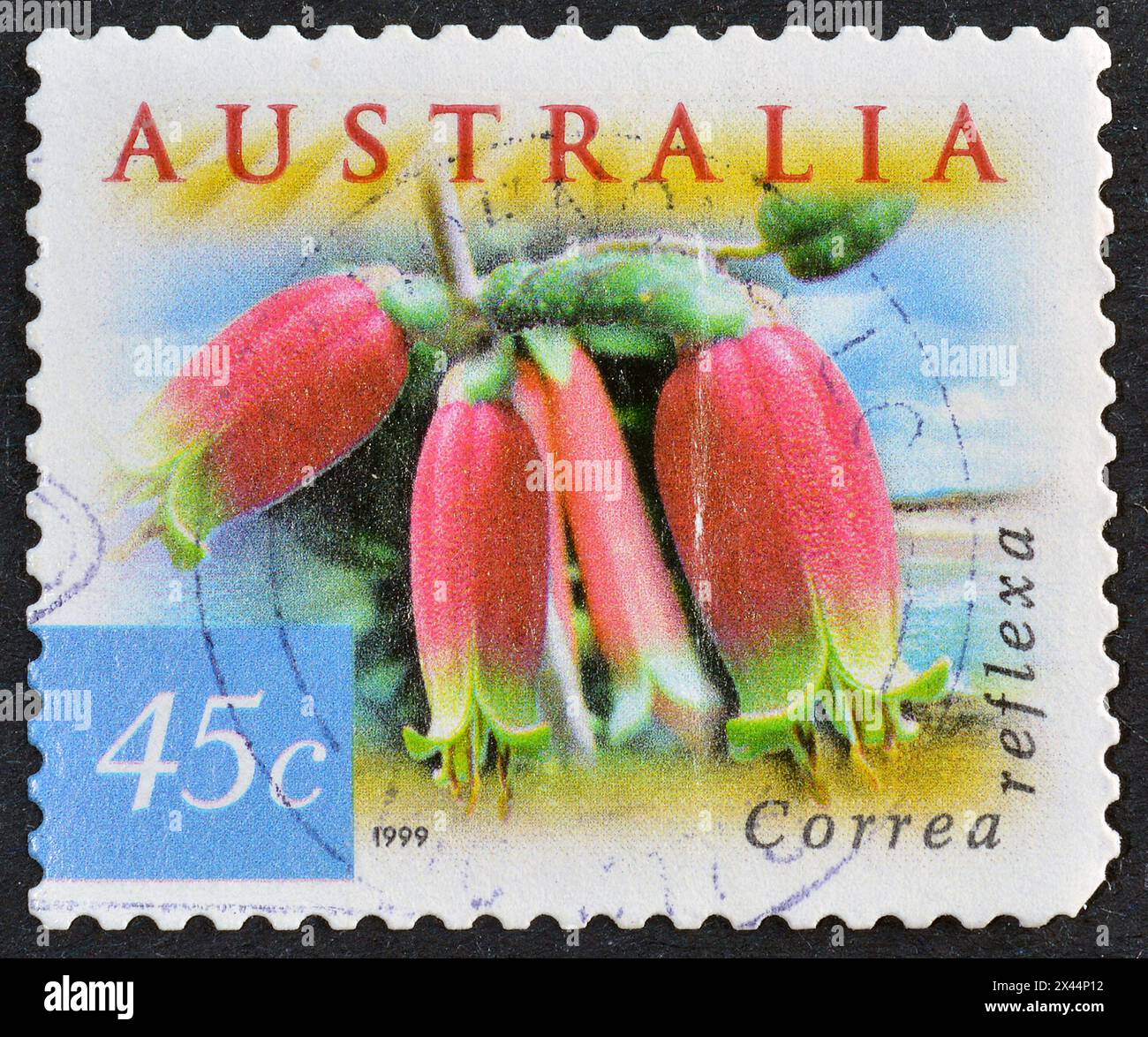 Gestempelte Briefmarke, gedruckt von Australien, auf der Native Fuchsia (Correa reflexa), Fauna and Flora - Coastal Environment, um 1999 zu sehen sind. Stockfoto