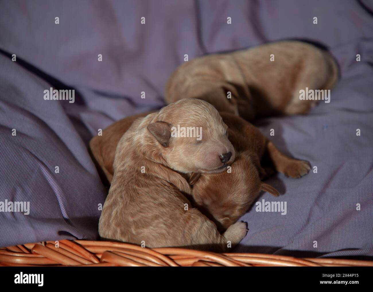 5 Tage alte Poochon Welpen schlafen in einem Korb Stockfoto