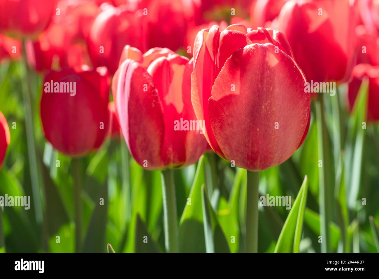 Gruppe und Nahaufnahme von roten, wunderschönen Tulpen, die im Garten wachsen Stockfoto