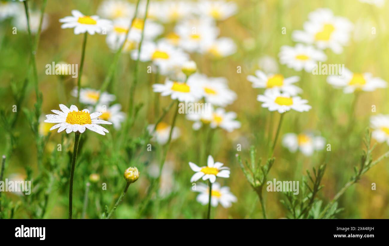 Сhamomile (Matricaria recutita), blühende Pflanzen auf der Frühlingswiese an einem sonnigen Tag, Nahaufnahme mit Platz für Text Stockfoto