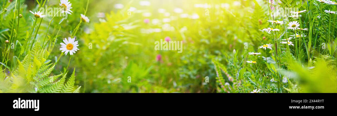 Sommerlandschaft, Banner - blühende Pflanzen auf der Sommerwiese an einem sonnigen Tag. Horizontaler Hintergrund mit unscharfem Kopierraum für Text Stockfoto