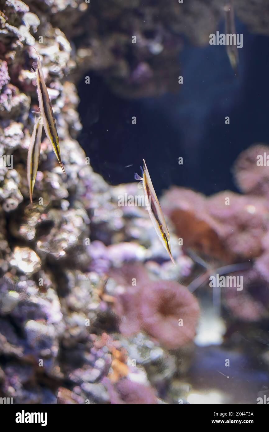 Shrimpfish aka Messerfisch, aeolicus strigatus, ein interessanter tropischer Salzwasserfisch. Stockfoto