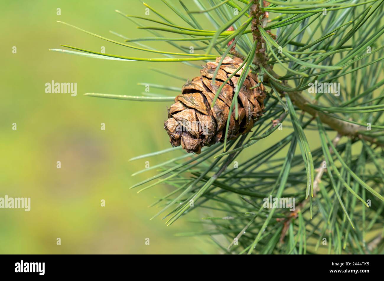 Close Up Pinus Bungeana Tree In Amsterdam, Niederlande 4-4-2024 Stockfoto