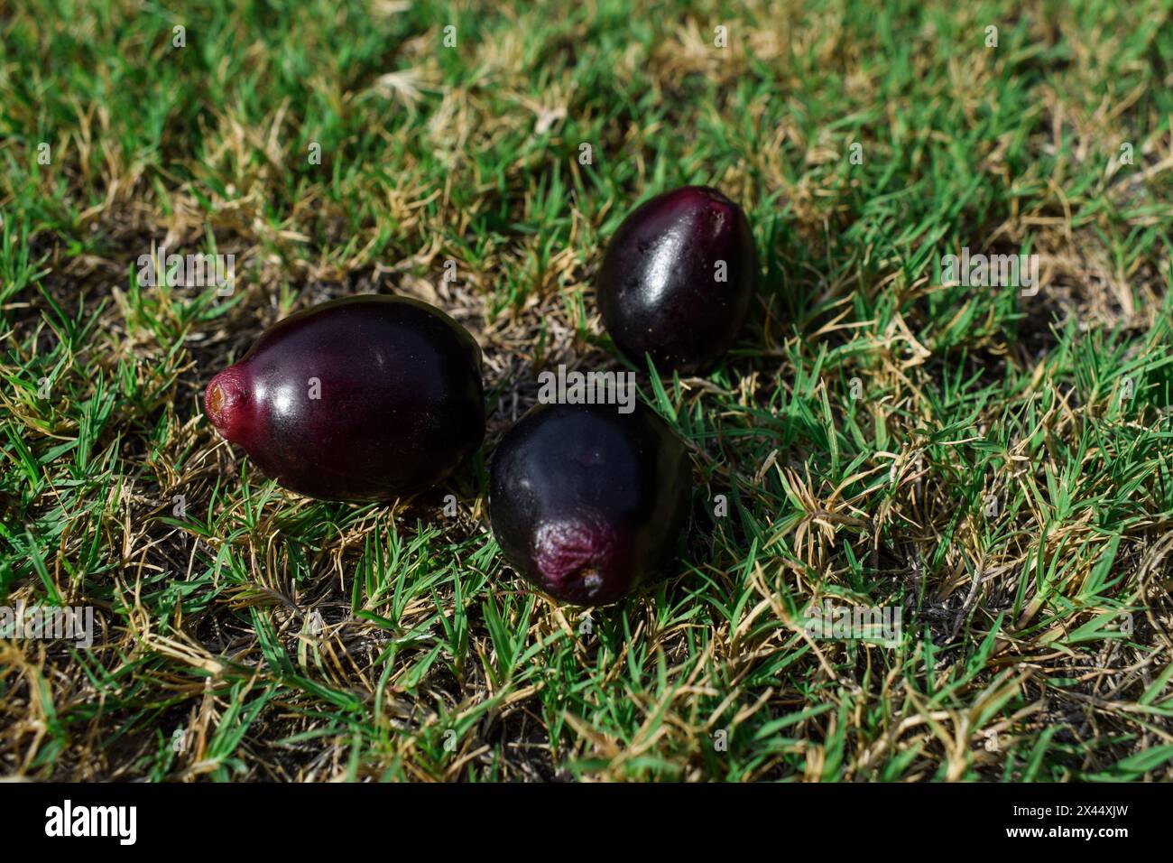 Frische Jamun-Früchte in der Schüssel, bekannt als Java-Pflaume, Jambhul, Jambolan-Pflaume, schwarze Pflaume, Kaala-Jamun Stockfoto