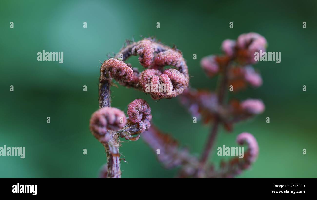 Das Keimen eines rot verhüllten Farns im Frühling. Stockfoto