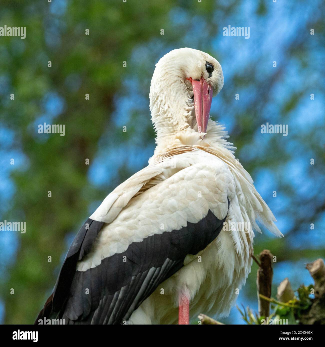 Storch putzt seine Federn mit Schnabel Stockfoto