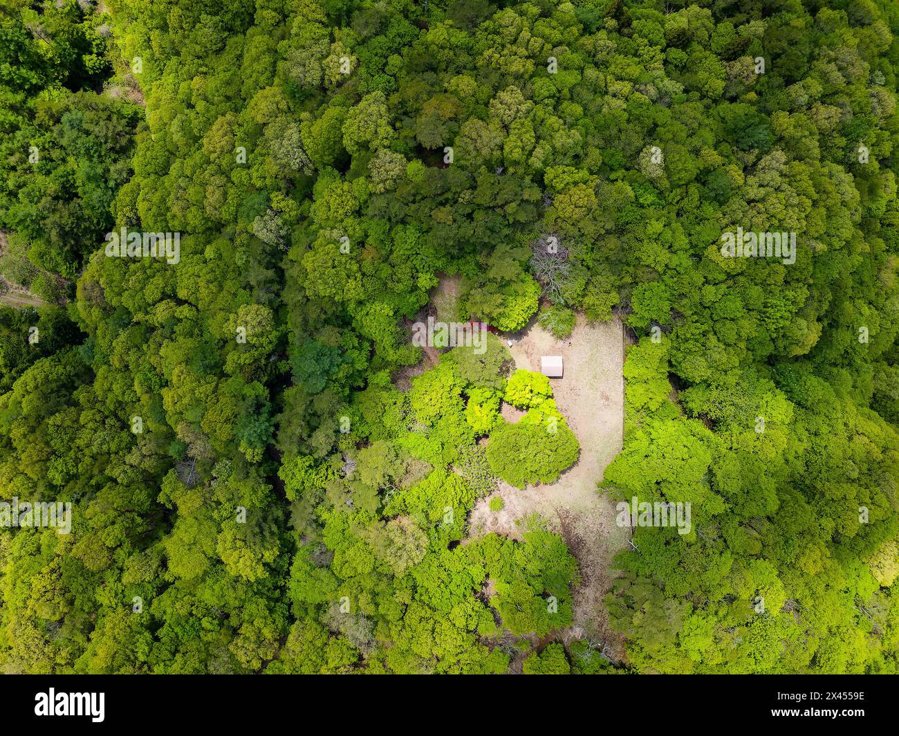 Von oben nach unten auf eine kleine Aussichtsplattform inmitten eines üppigen, grünen Waldes (aokigahara, Japan) Stockfoto