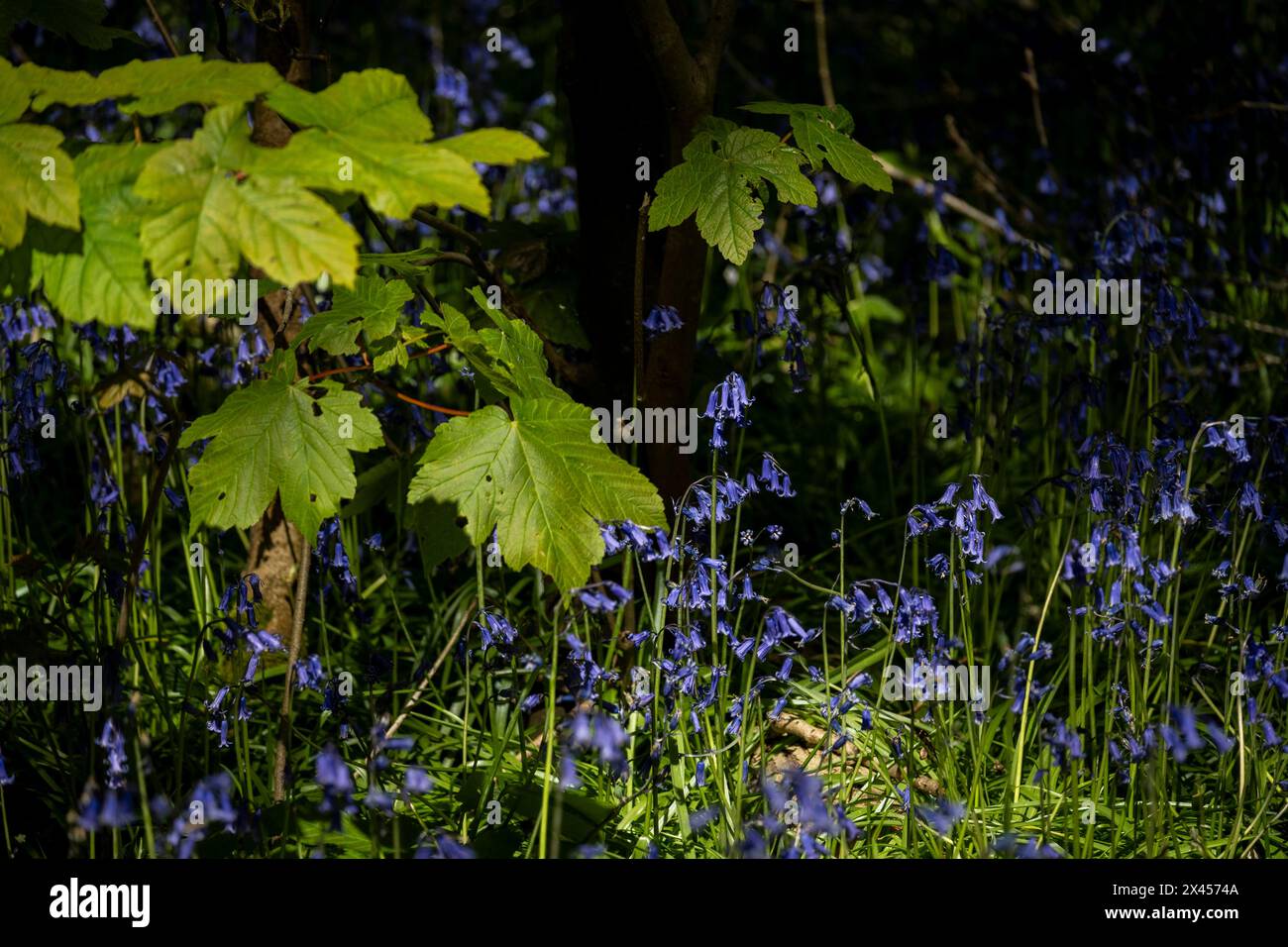 Watford, Großbritannien. 30. April 2024. Wetter in Großbritannien: Heimische Blauglocken (Hyacinthoides non-scripta) blühen in einem Wald in der Nähe von Watford, Hertfordshire. Fast die Hälfte der Glockenblumen der Welt befindet sich in Großbritannien. Nicht nur, dass es lange dauert, bis sich Blauell-Kolonien etablieren (etwa fünf bis sieben Jahre von der Samenblüte bis zur Blüte), sondern dass es auch Jahre dauern kann, bis sie sich nach Fußbodenschäden erholen. Daher ist die einheimische Blauglocke durch den Wildlife and Countryside Act (1981) geschützt, was bedeutet, dass Blumen nicht geerntet werden können, Zwiebeln nicht ausgegraben werden können und die Öffentlichkeit aufgefordert wird, markierte Wanderwege zu halten. Quelle: Stephen Chung / Alamy Live News Stockfoto