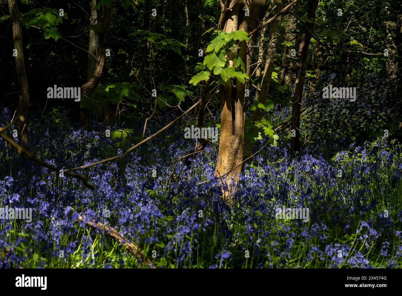 Watford, Großbritannien. 30. April 2024. Wetter in Großbritannien: Heimische Blauglocken (Hyacinthoides non-scripta) blühen in einem Wald in der Nähe von Watford, Hertfordshire. Fast die Hälfte der Glockenblumen der Welt befindet sich in Großbritannien. Nicht nur, dass es lange dauert, bis sich Blauell-Kolonien etablieren (etwa fünf bis sieben Jahre von der Samenblüte bis zur Blüte), sondern dass es auch Jahre dauern kann, bis sie sich nach Fußbodenschäden erholen. Daher ist die einheimische Blauglocke durch den Wildlife and Countryside Act (1981) geschützt, was bedeutet, dass Blumen nicht geerntet werden können, Zwiebeln nicht ausgegraben werden können und die Öffentlichkeit aufgefordert wird, markierte Wanderwege zu halten. Quelle: Stephen Chung / Alamy Live News Stockfoto