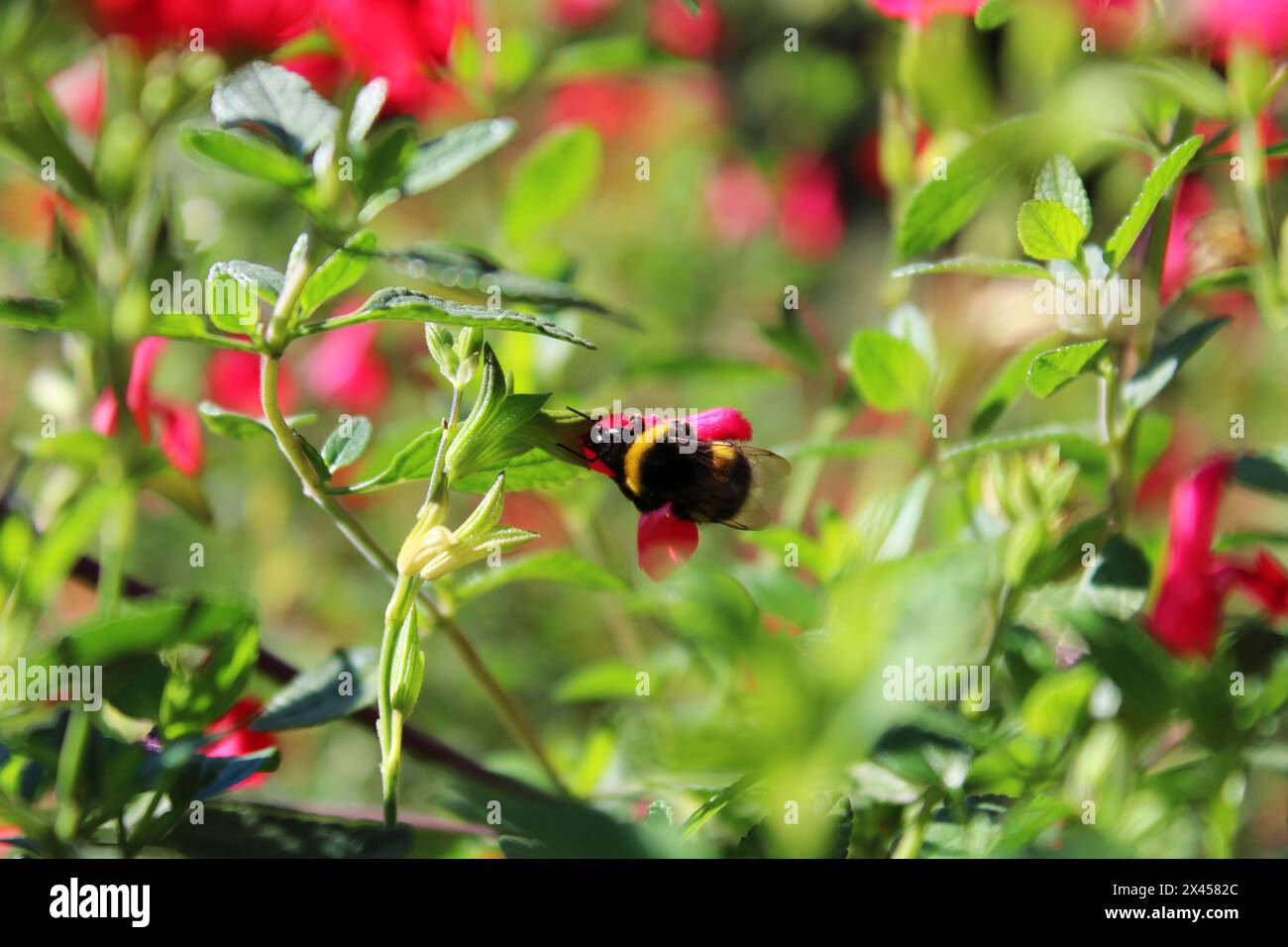 Hummel über Blume im Garten bestäuben Stockfoto