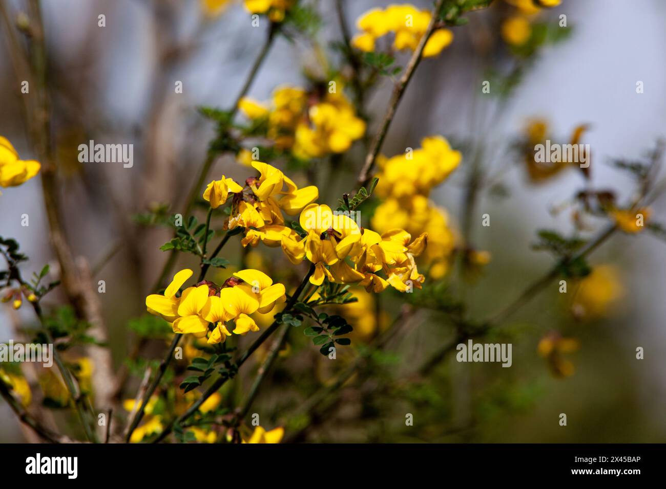 Ein Forsythienstrauch mit gelben Blütenblättern in Nahaufnahme. Ein Zweig mit Blumen. Die Pflanze hat eine gelbe Farbe. Frühlingsblumenstruktur. Horizontal Stockfoto
