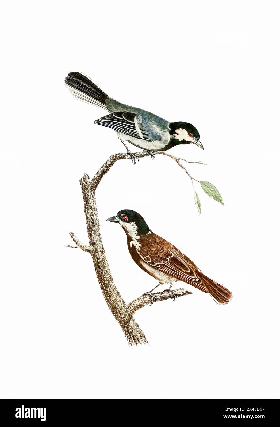 Singvögel. Vintage-inspirierte Vogelkunst. Digitale Aquarellmalerei auf weichem, strukturiertem weißem Hintergrund. Stockfoto