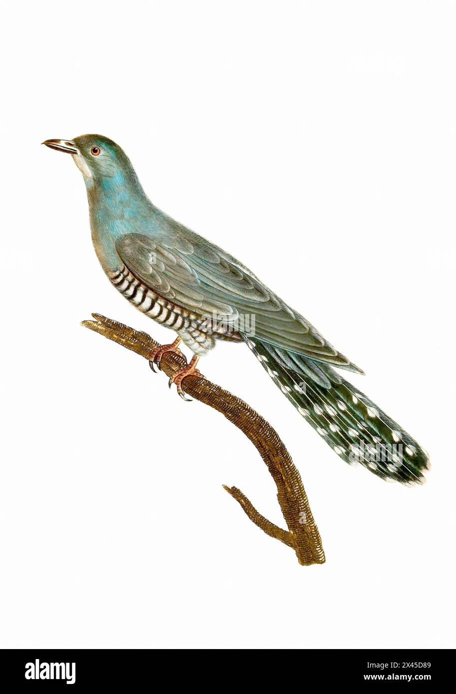 Taube. Vintage-inspirierte Vogelkunst. Digitale Aquarellmalerei auf weichem, strukturiertem weißem Hintergrund. Stockfoto