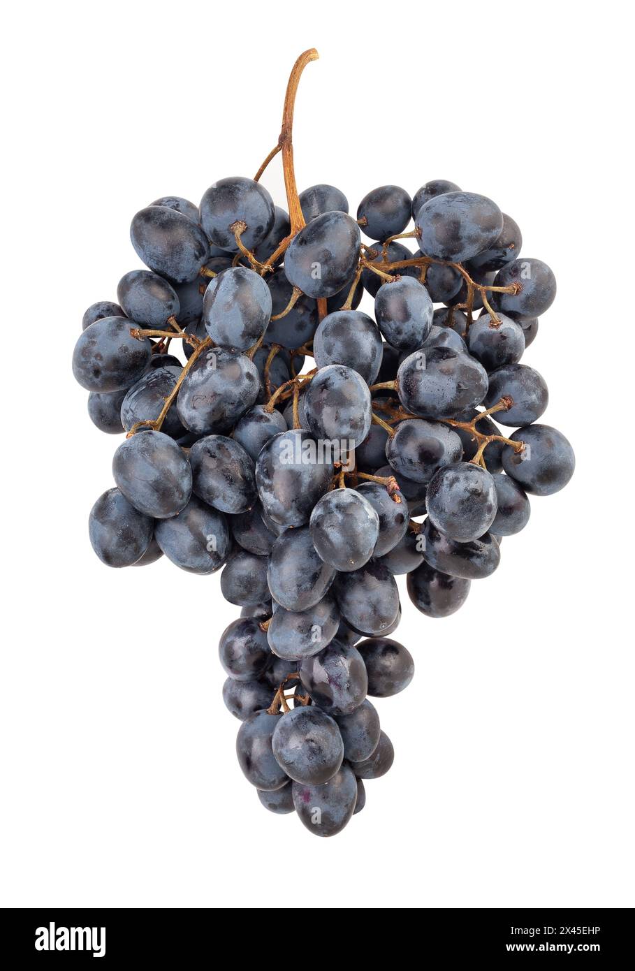 Blauer Weintraubenpfad isoliert auf Weiß Stockfoto