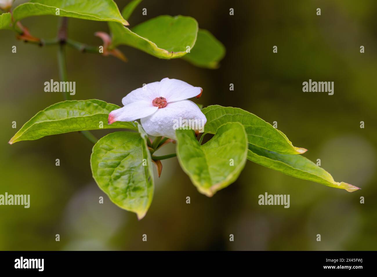 Blume des „Cornus“-Strauchs oder des Baumes „Eddies White Wonder“, blüht im Mai. Nahaufnahme der cremeweißen Blüte. National Botanic Gardens, Dublin, Irland Stockfoto