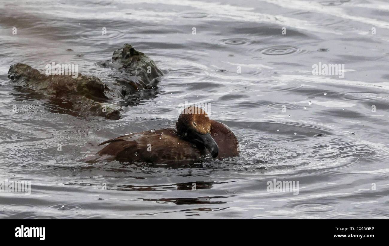 Oxford Island Nature Reserve, Lough Neagh, County Armagh, Nordirland, Großbritannien. 30. April 2024. UK Wetter - ein weiterer grauer Tag mit langen Anfällen von leichtem Regen bringt den Monat zum Ende. Eine weibliche Pochard, die sich auf dem lough erfrischen. Quelle: CAZIMB/Alamy Live News. Stockfoto