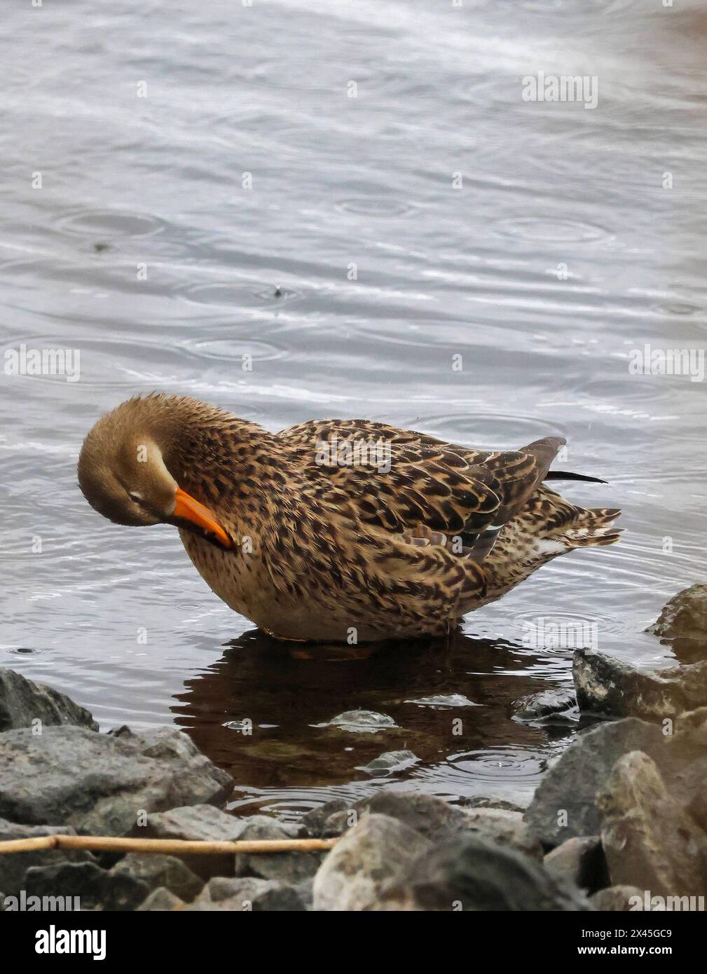 Oxford Island Nature Reserve, Lough Neagh, County Armagh, Nordirland, Großbritannien. 30. April 2024. UK Wetter - ein weiterer grauer Tag mit langen Anfällen von leichtem Regen bringt den Monat zum Ende. Eine Gadwell-Ente, die Federn auf Lough Neagh verputzt. Quelle: CAZIMB/Alamy Live News. Stockfoto