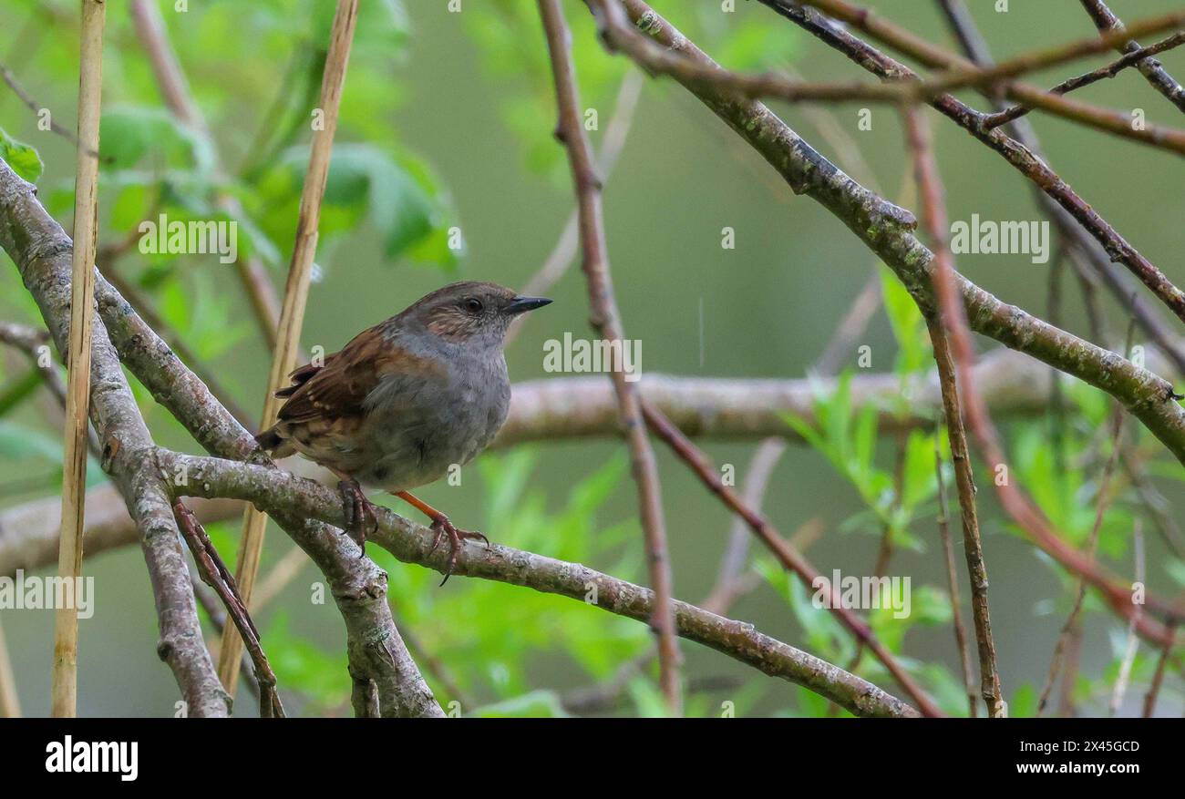 Oxford Island Nature Reserve, Lough Neagh, County Armagh, Nordirland, Großbritannien. 30. April 2024. UK Wetter - ein weiterer grauer Tag mit langen Anfällen von leichtem Regen bringt den Monat zum Ende. Die britische Dunnnocke thronte auf einem Zweig an einem grauen nassen Tag in Lough Neagh. Quelle: CAZIMB/Alamy Live News. Stockfoto