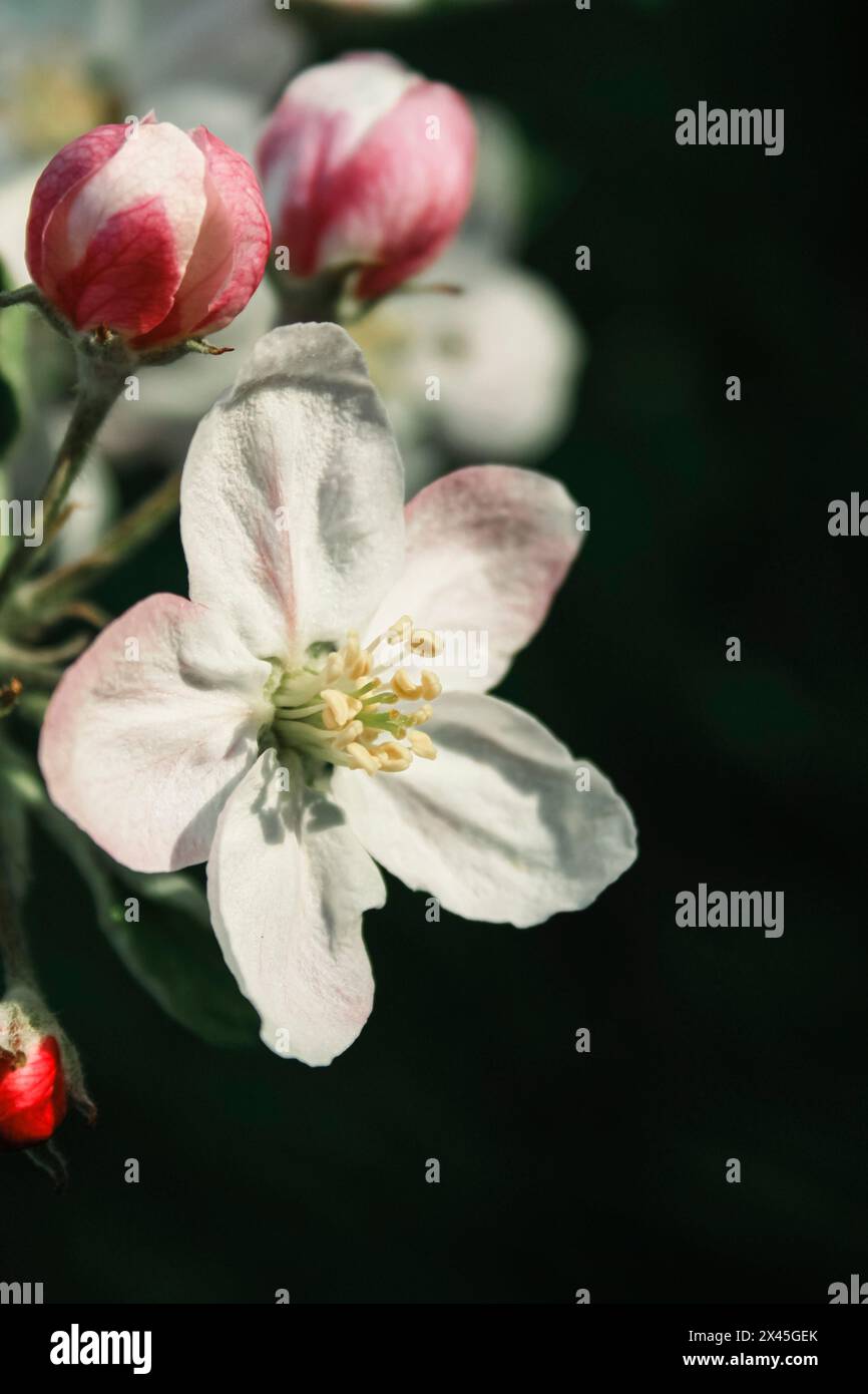 Blühende Apfelbaumblüten am Zweig Stockfoto