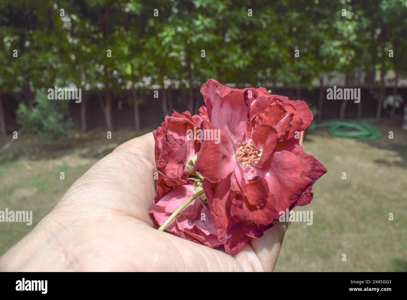 Weibchen, das viele Haufen Desi Gulab oder indische Rosen in der Hand hält. Indische duftende Rosen Stockfoto