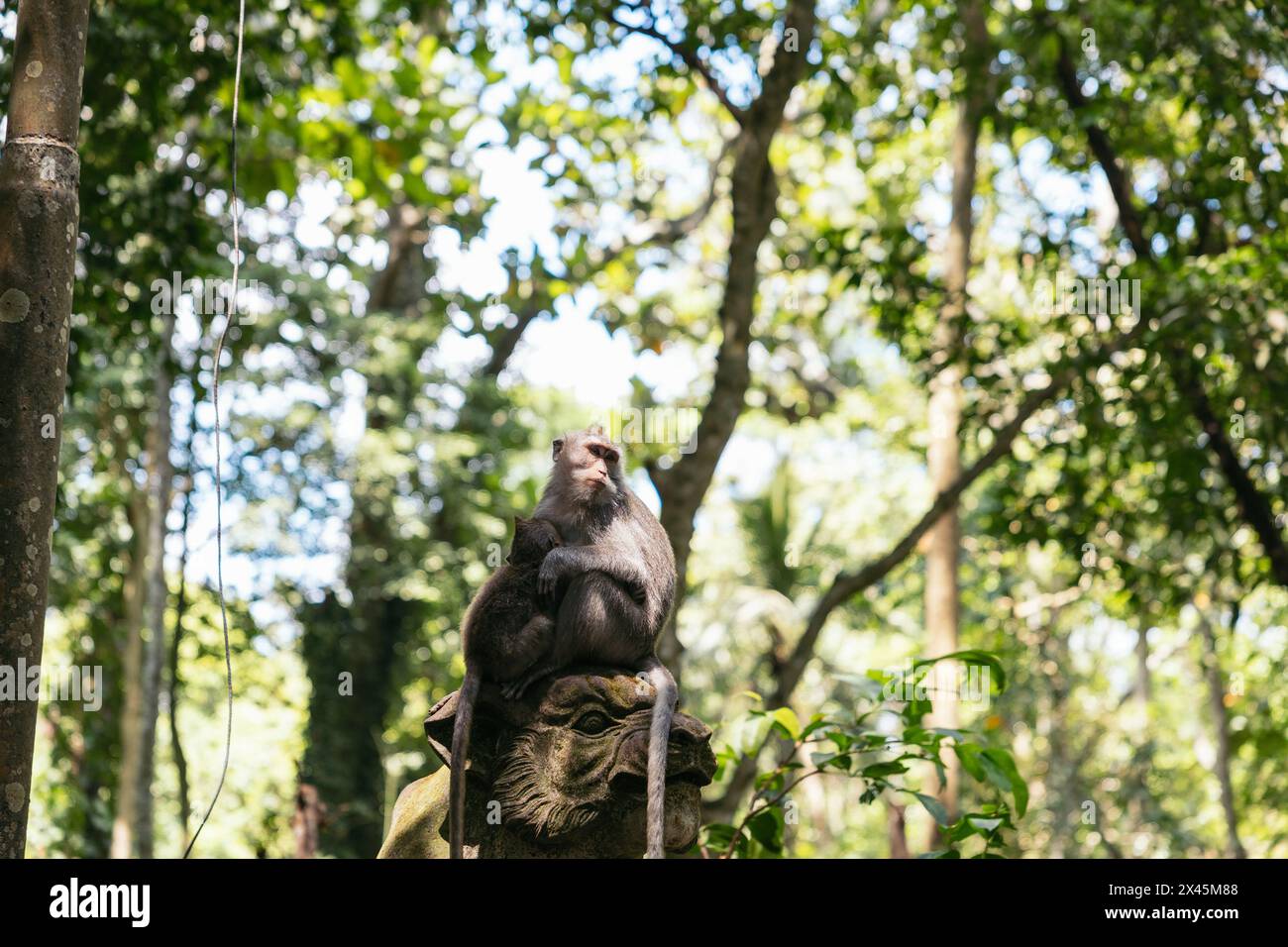 Affe auf einer Statue im Affenwald in Ubud, Bali Stockfoto